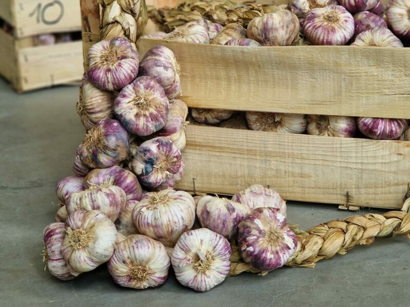 Frischer französischer Knoblauch - direkt aus der Natur